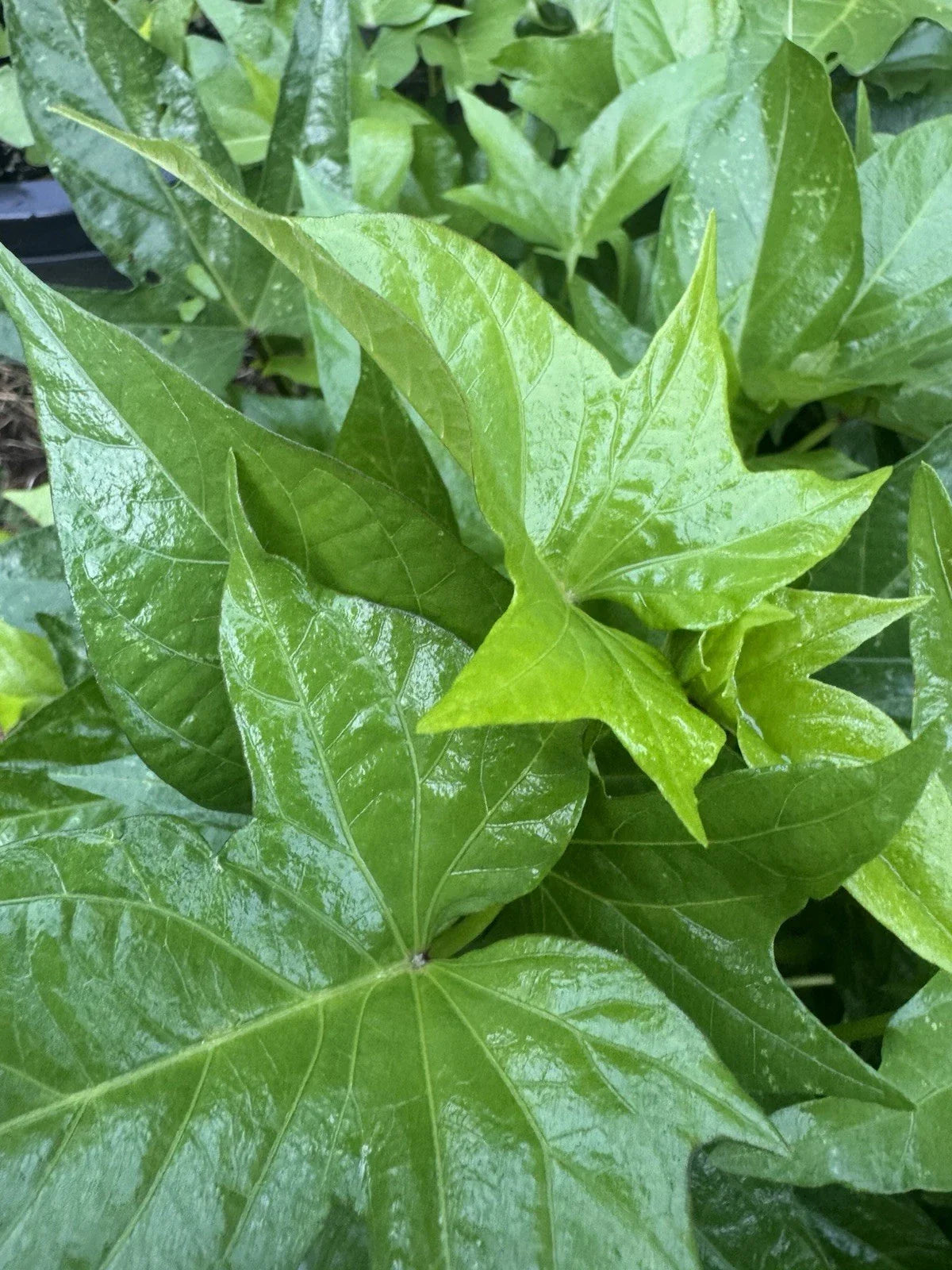 Covington Sweet Potato Slips - 5 Unrooted Ipomoea batatas Organic Vegetable Garden Starter