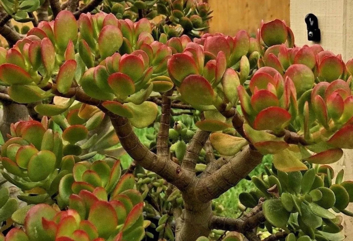 Jade Plant Cuttings - 2 Pieces, 3-5" Crassula ovata Succulent Indoor Plant