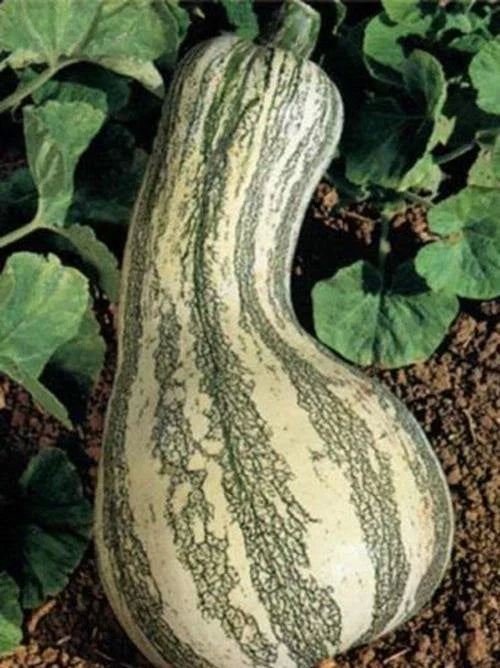 Fresh Heirloom Cushaw Green Striped Pumpkin Seeds - 35 High Yield Winter Squash Seeds