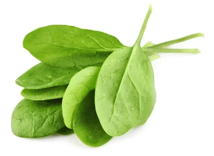 Giant Noble Spinach Seeds - Heirloom, Non-GMO, Full Sun, Spinacia oleracea, Lush Green Leaves for Home Gardening