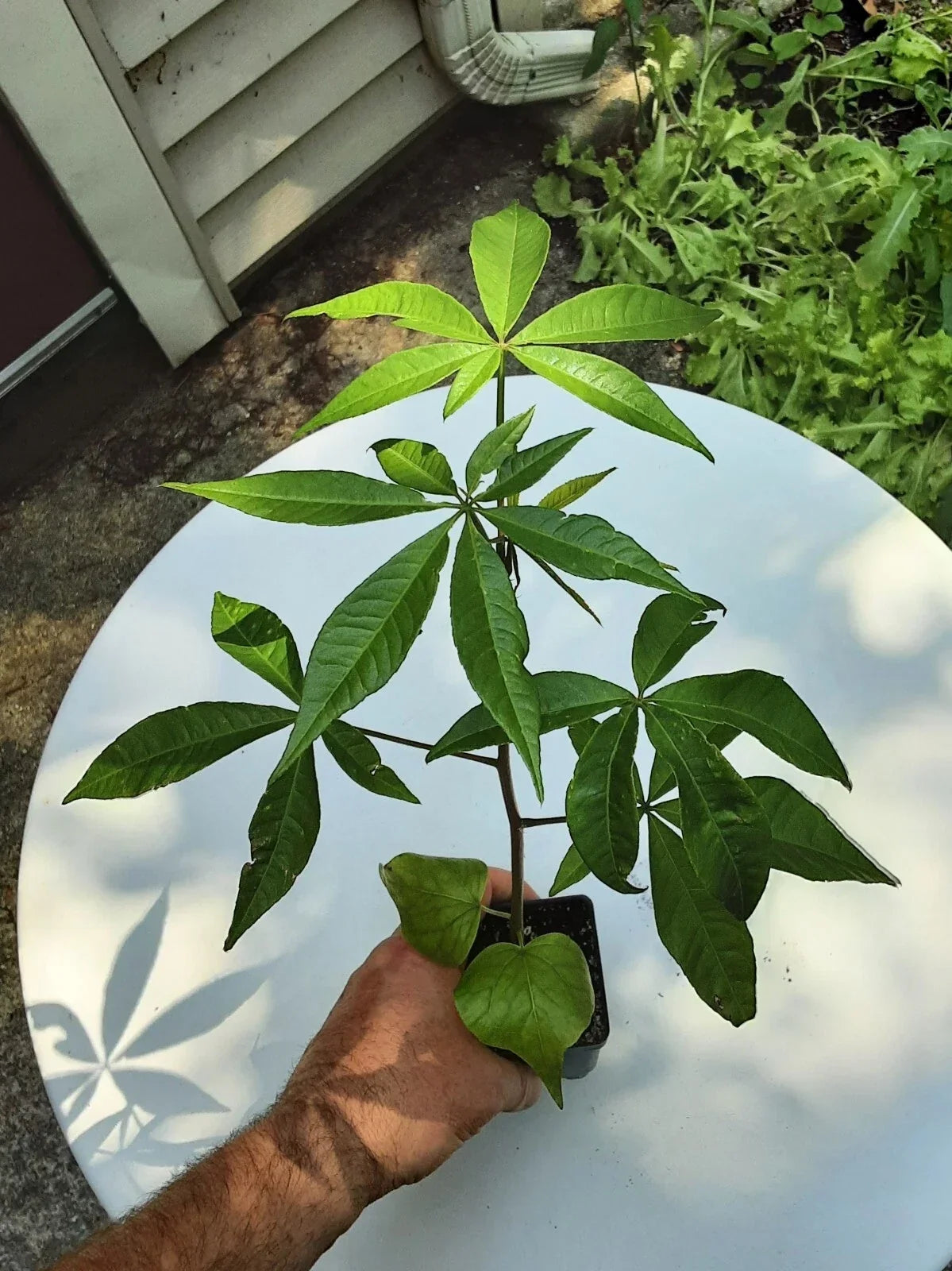 Silk Floss Tree Live Plant 12-14" Ceiba speciosa Tropical Indoor or Outdoor Tree