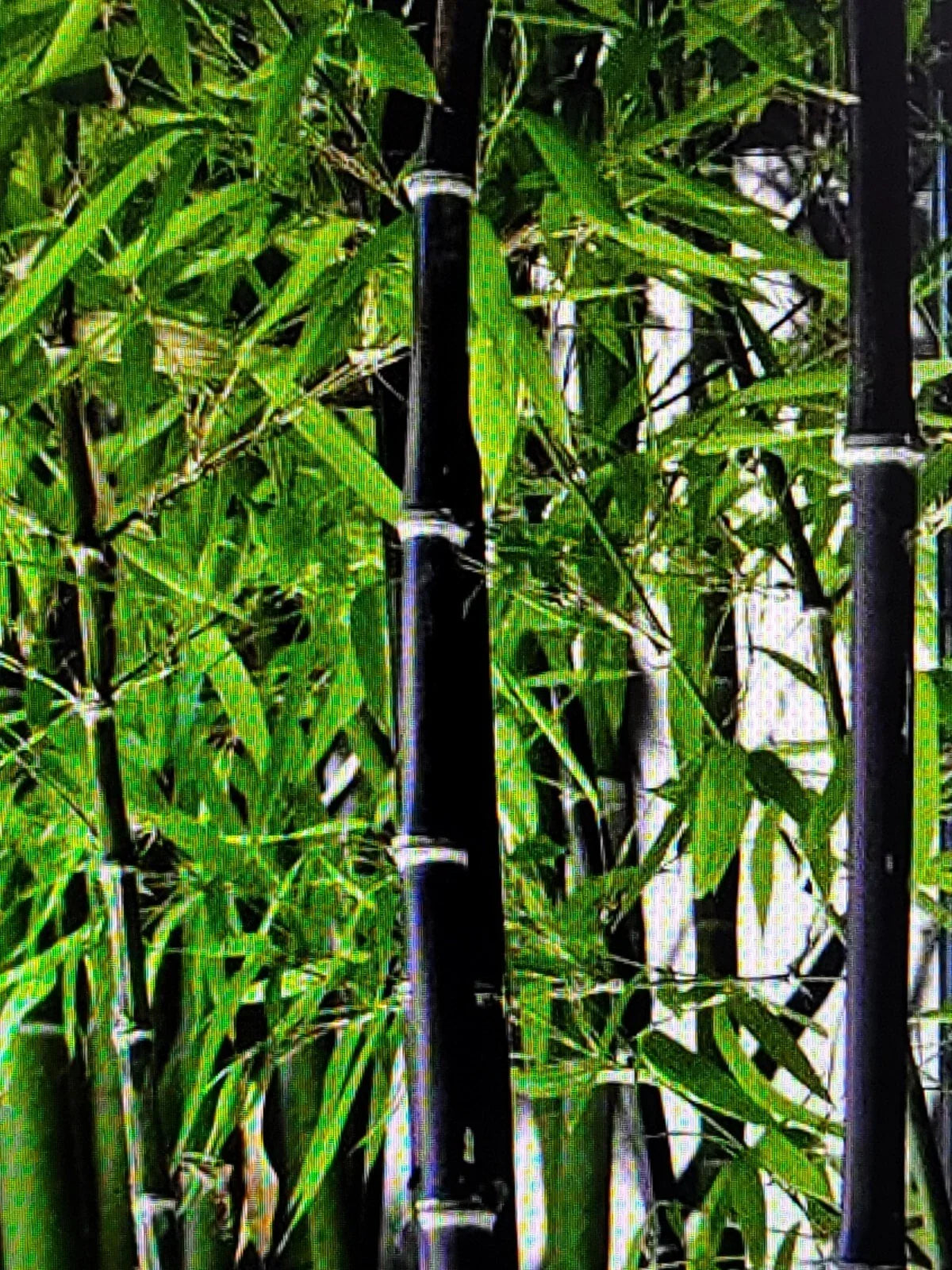 Black Bamboo Rhizomes - 2 Bare Roots for Landscaping - Phyllostachys Nigra Exotic Plant Starter