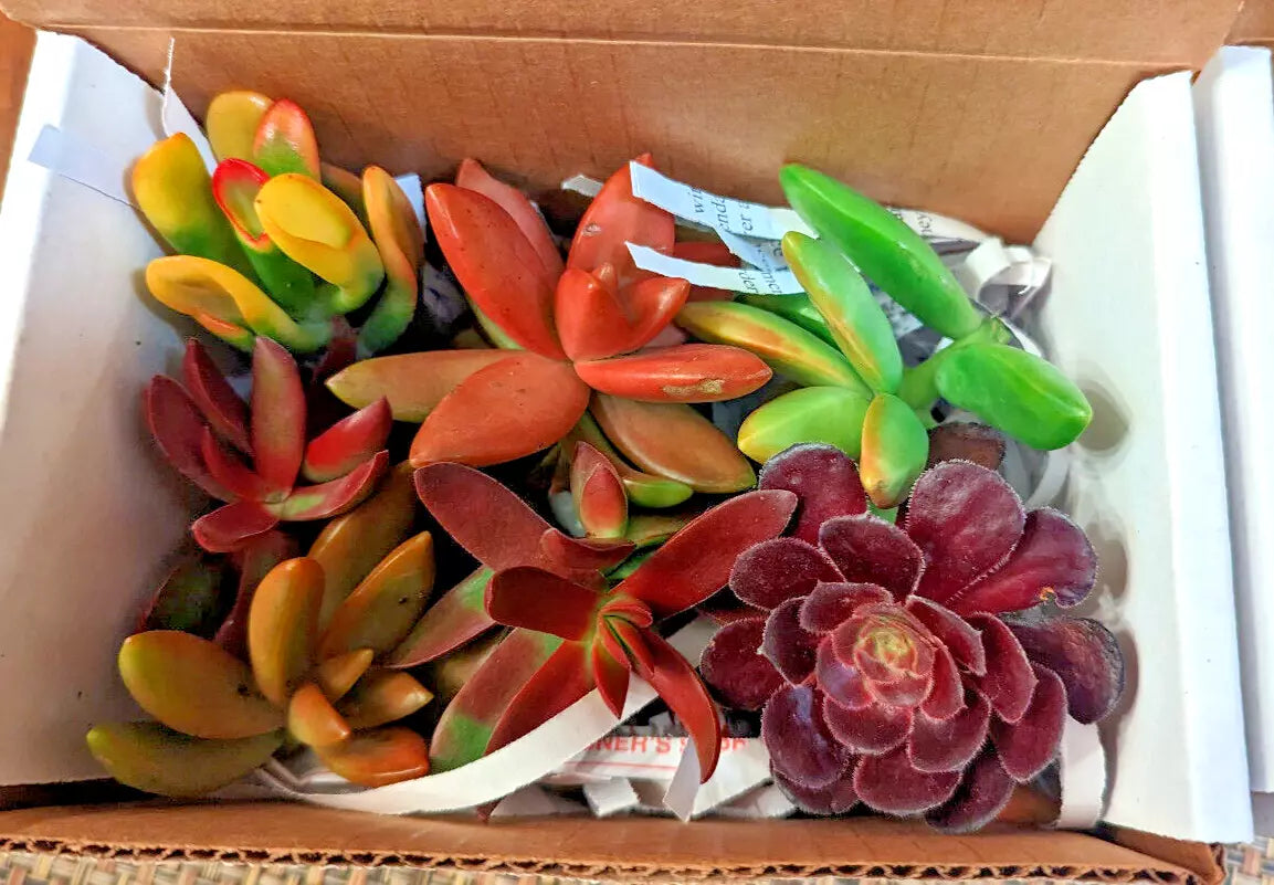 Succulent Cuttings 12 pcs Mix of Red Pink Orange Varieties, 6 Species, Indoor Garden, Easy Propagation