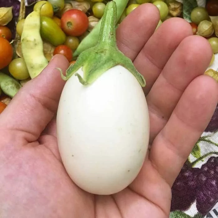 White Egg Eggplant Seeds - Heirloom Organic Non-GMO Pack of 100+ Solanum melongena