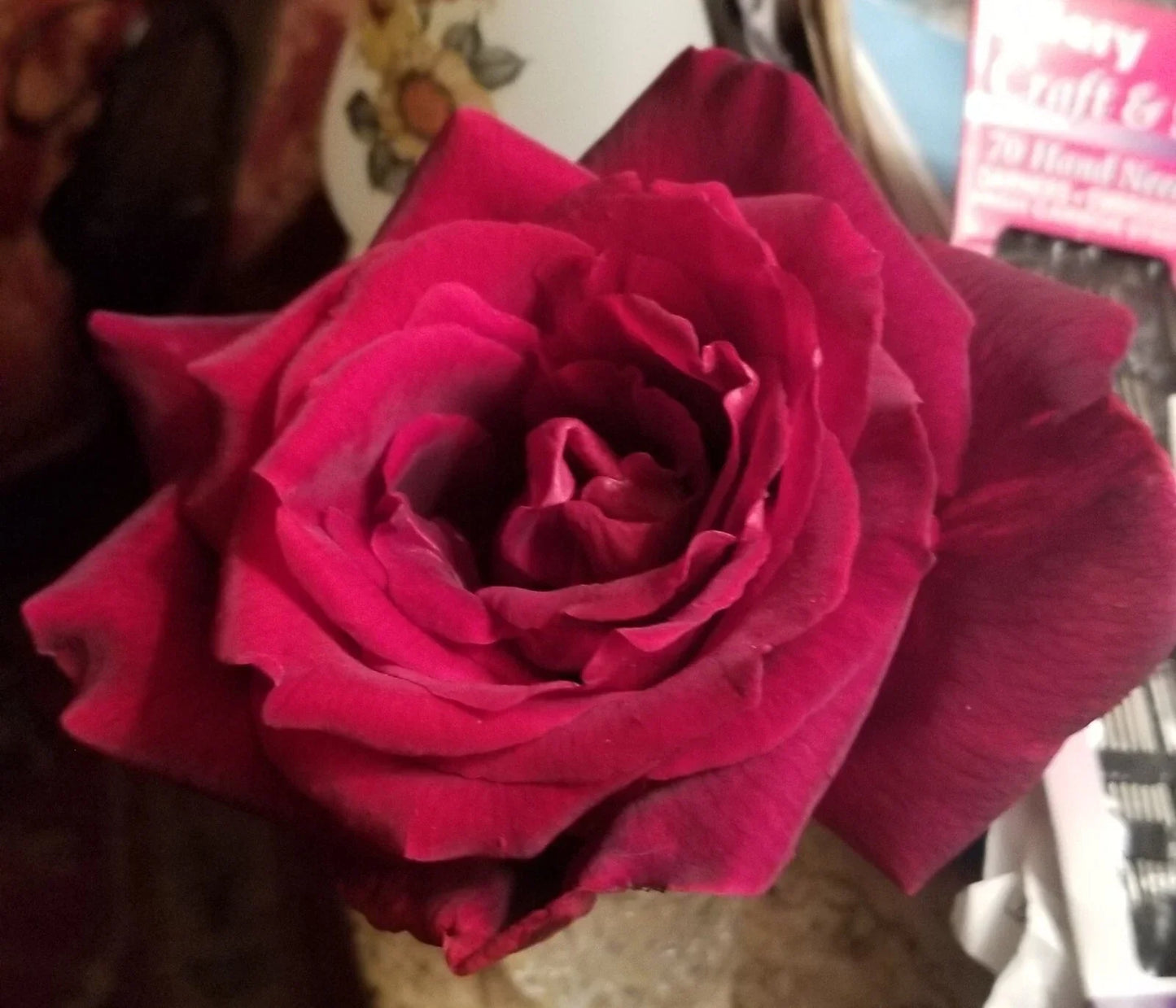Live Plant Cuttings - Very Dark Red Velvety Gotta Have It Red! - Propagation & Home Decor