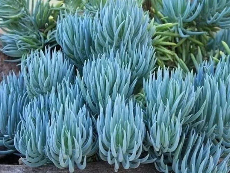 Blue Chalk Sticks Succulent Cutting - Rare Live Plant, Easy Care, Propagation, Senecio serpens, Blue-Green Foliage