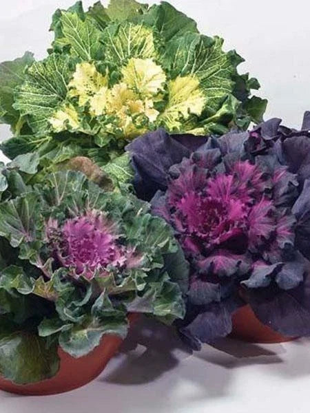 Ornamental Cabbage Seeds - Osaka Mix Pack of 40 - Brassica oleracea - Colorful Fall & Winter Garden Plant