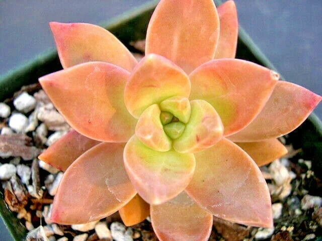 GraptoSedum California Sunset Succulent Plants 2" Rooted Variegated Low Maintenance Easy Care