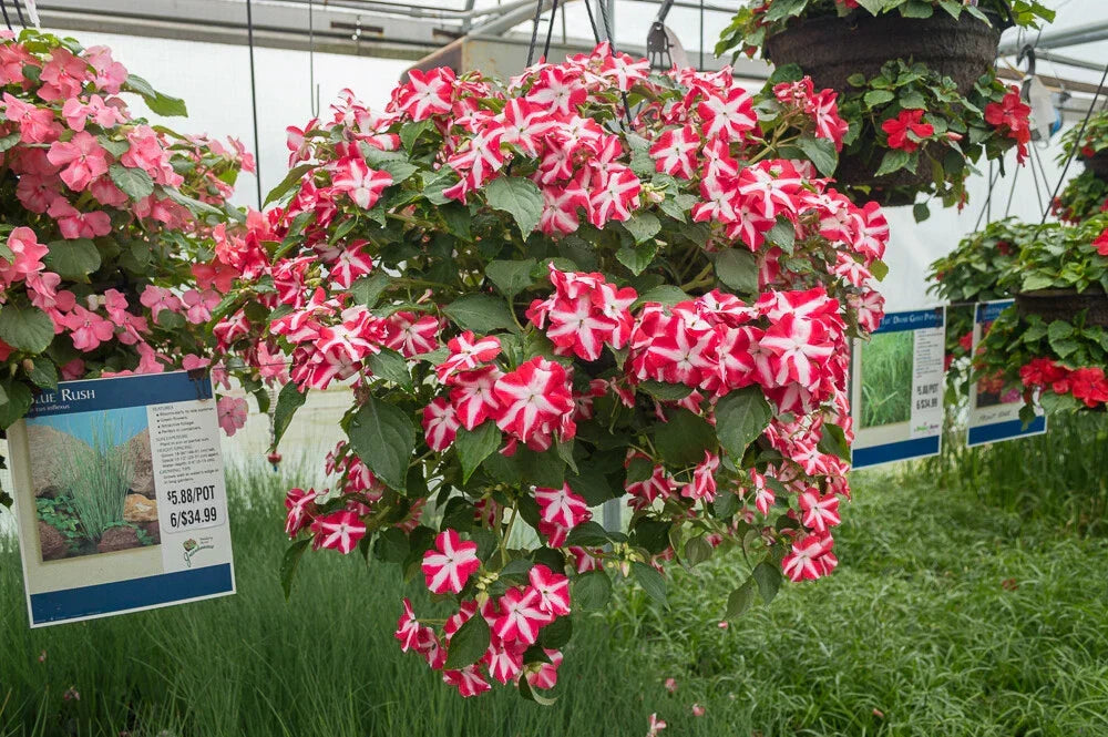 Busy Lizzy Seeds 100 Count Accent Red Star Impatiens - Impatiens walleriana, Non-Calif. Shipping