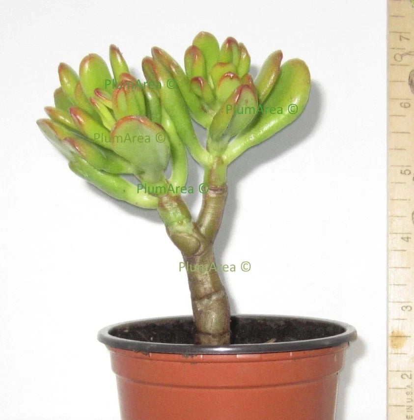 Unrooted Succulent Cutting 4" Gollum Jade Crassula Ovata Finger Plant for Indoor Gardening