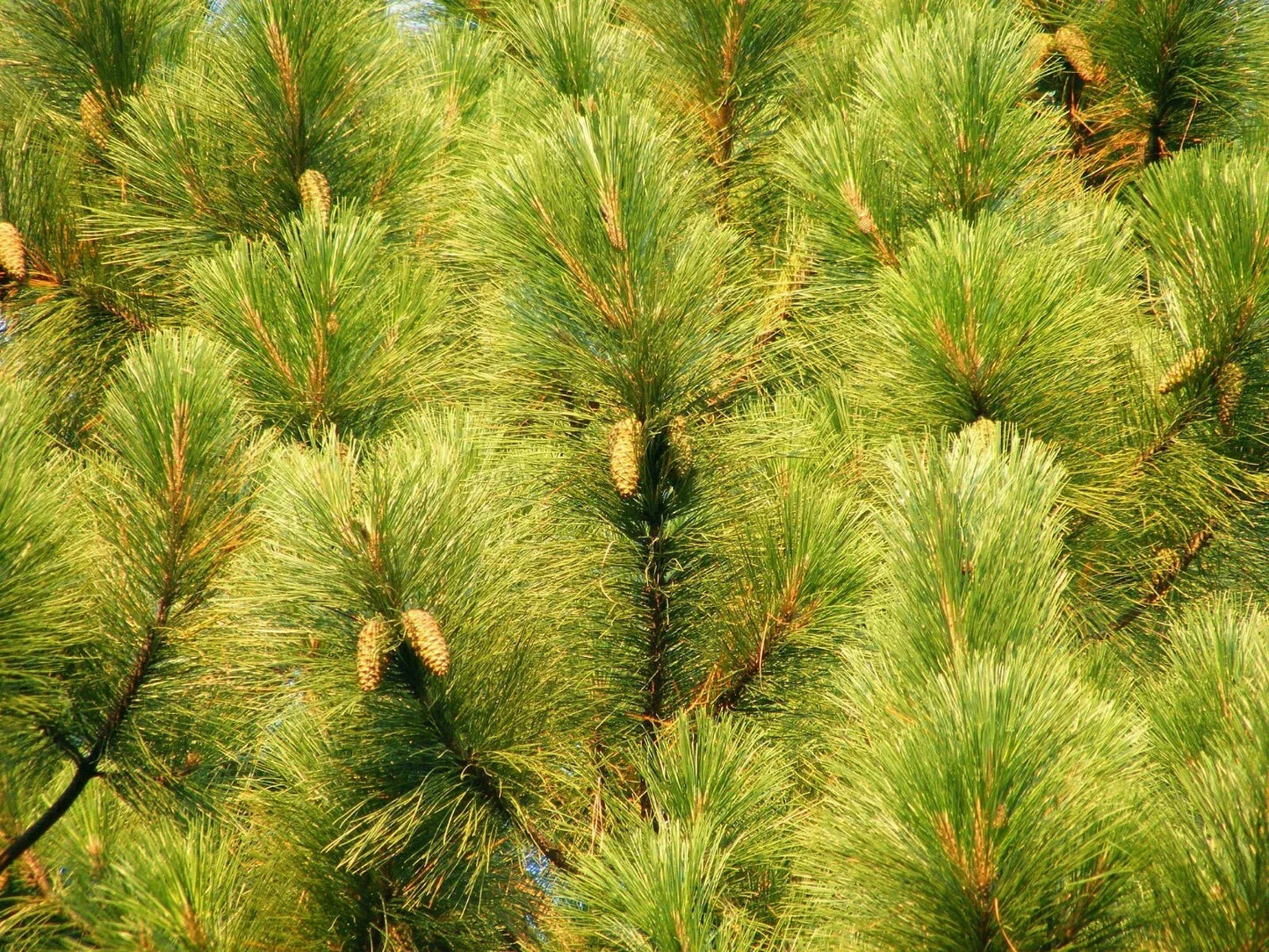Slash Pine Seeds - 25 Pack - Pinus elliottii - Fast-Growing Evergreen Trees