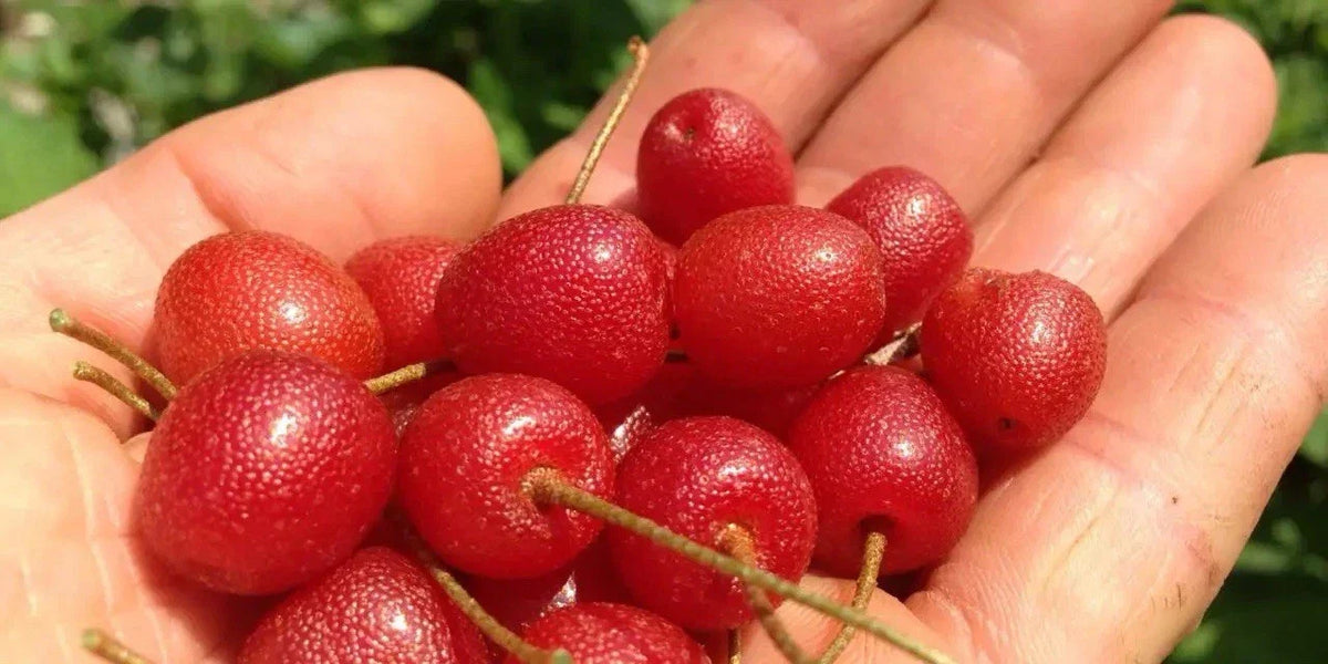 Goumi Berry Cuttings - 5 Pack, Elaeagnus multiflora, Cold Hardy, Easy Rooting, Nitrogen Fixer, Edible Landscaping