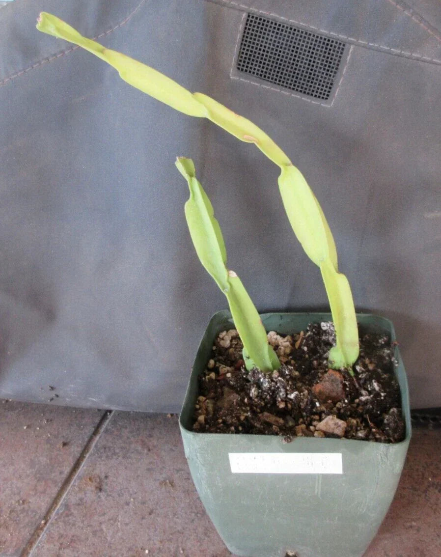 Rhipsalis paradoxa Cuttings - 2 Rooted Succulent Plants - Epiphytic Cactus for Indoor Hanging Baskets