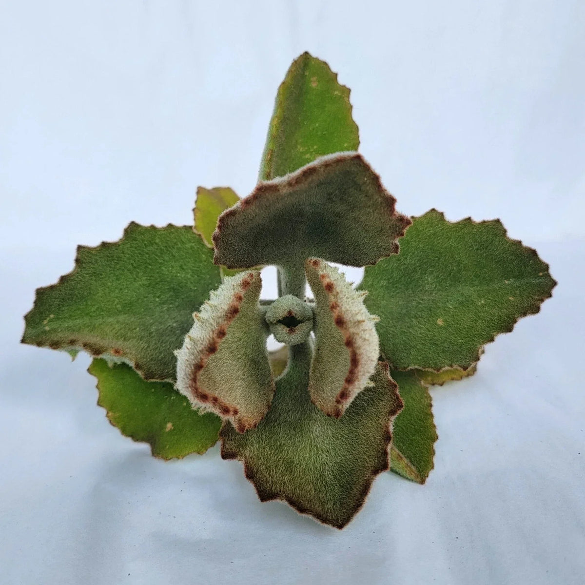 Kalanchoe Beharensis 'Fang' Cutting – Unique Succulent Plant for Indoor Gardening, No Roots
