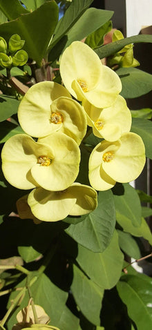Light Yellow Crown of Thorns Cutting - 1 Count, No Roots - Euphorbia milii