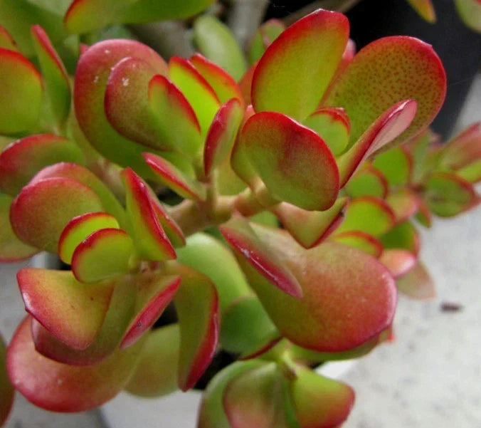 Jade Succulent Cuttings - Crassula Ovata - Green and Red - 2 Plant Propagation Cuttings for Indoor Garden and Home Decor