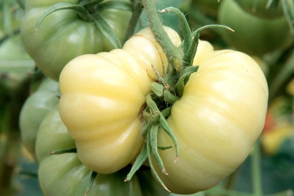 White Wonder Beefsteak Tomato Seeds – Heirloom, Non-GMO, 30 Seeds, Open-Pollinated, Juicy White Tomatoes for Slicing & Salads