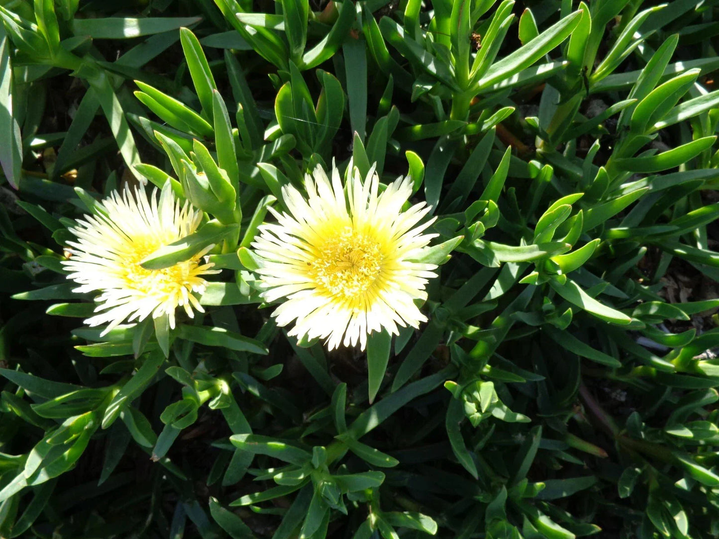Ice Plant Cuttings 5x6" Delosperma spp. Yellow & White Ground Cover Succulents, Drought-Resistant, Easy to Propagate