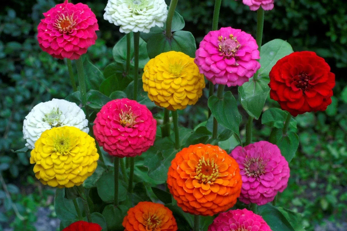 Lilliput Zinnia Seeds Mix - Colorful Zinnia elegans Garden Flower Seeds for Borders & Containers, NON-GMO, Full Sun