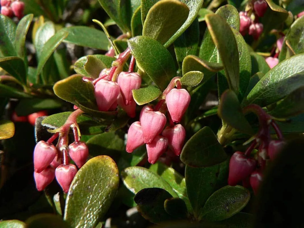 Bearberry Seeds for Planting - 30 Seeds, Arctostaphylos uva-ursi Ground Cover