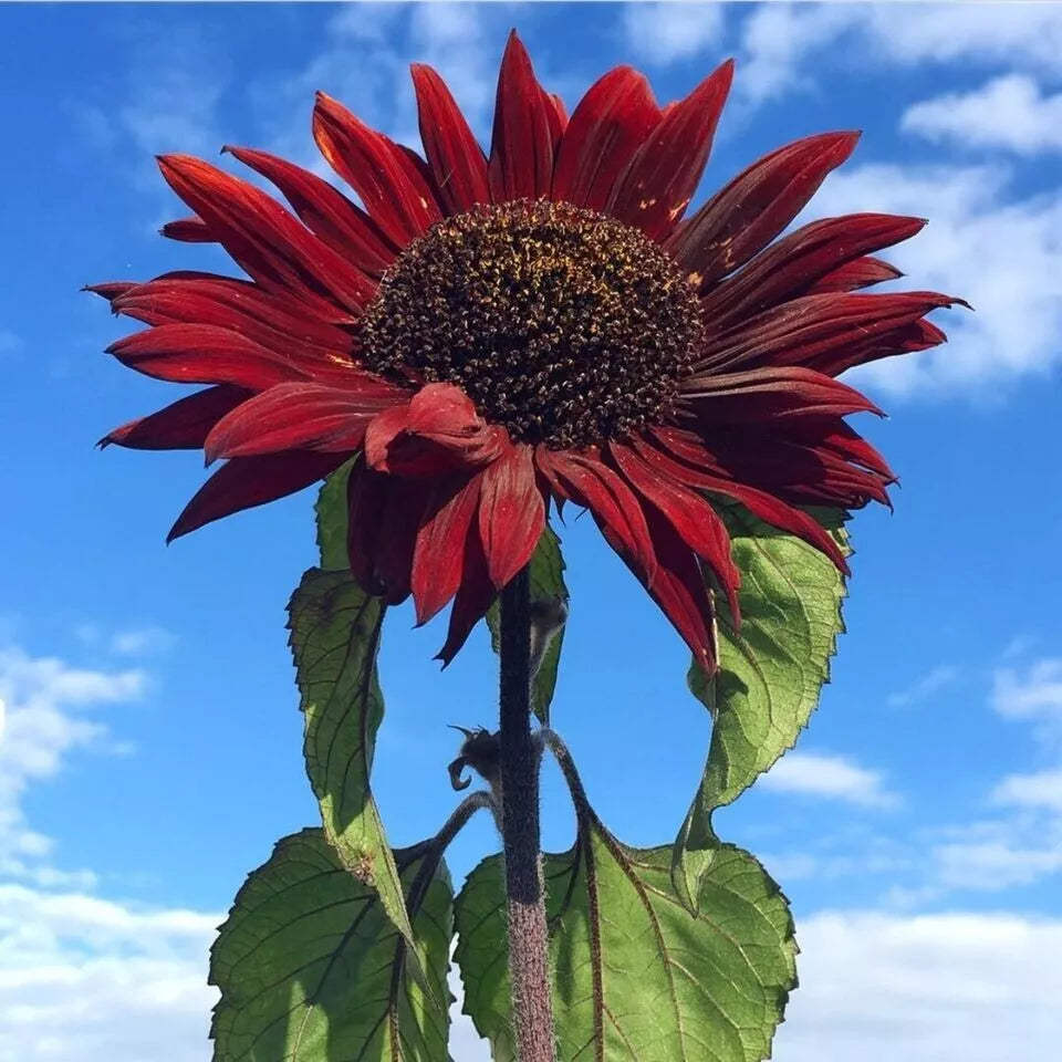 Red Sun Sunflower Seeds - 50+ Non-GMO Heirloom Helianthus annuus for Garden Planting, Vibrant Red Blooms, Attracts Pollinators