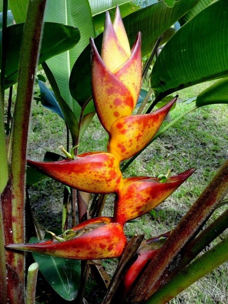 Heliconia Seeds – 10 SPLASH Lobster Claw Flower Seeds – Rare Tropical Plant – Heliconia champneiana