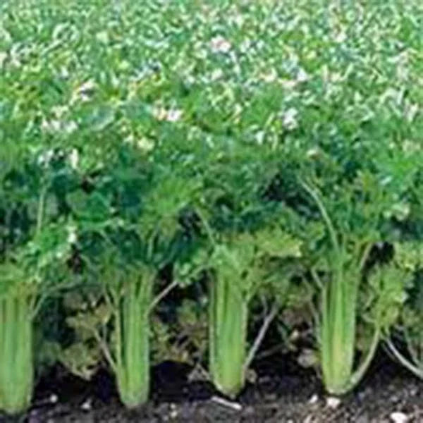 Celery Seeds - Utah Tall Heirloom Non-GMO Gardening Seeds - Apium graveolens - 500 Pack