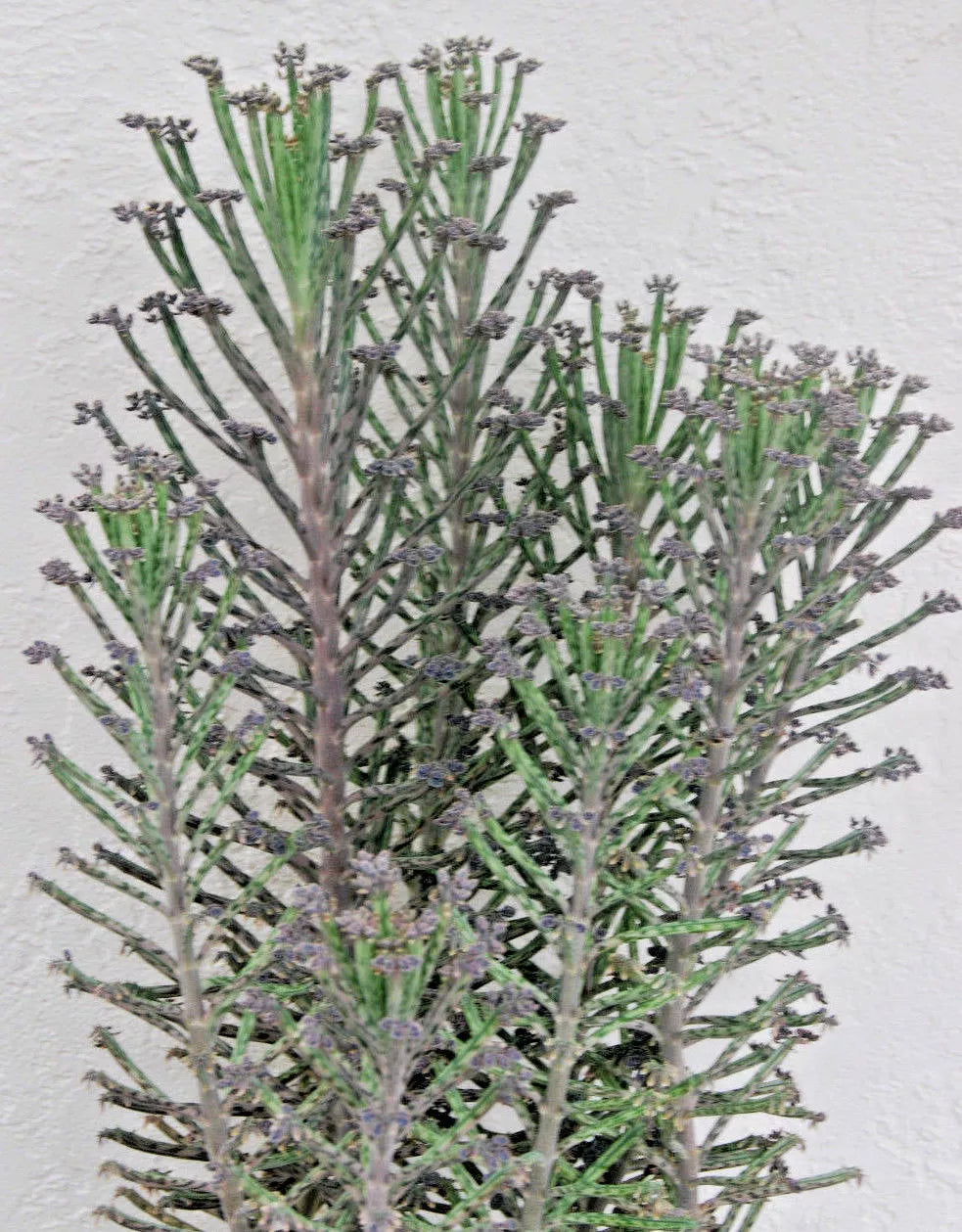 Kalanchoe Mother of Thousands Plant - Chandelier Style Live Succulent Bryophyllum Tubiflora