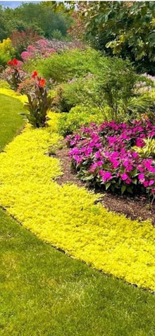 Golden Creeping Jenny Cuttings - 10 Pieces for Groundcover, Hanging Baskets, Pots (Lysimachia nummularia)