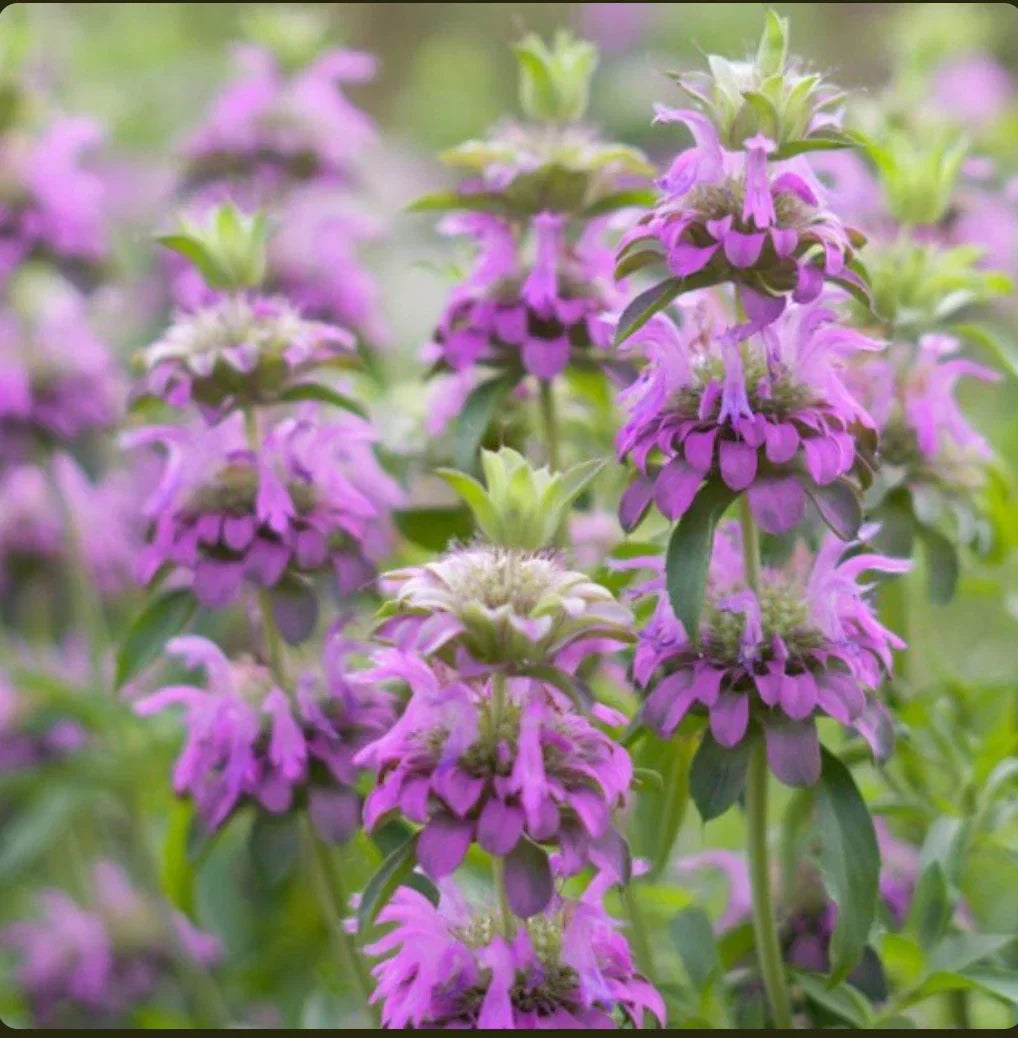 Lemon Mint Seeds - Non-GMO Monarda citriodora Herb Seeds for Gardens