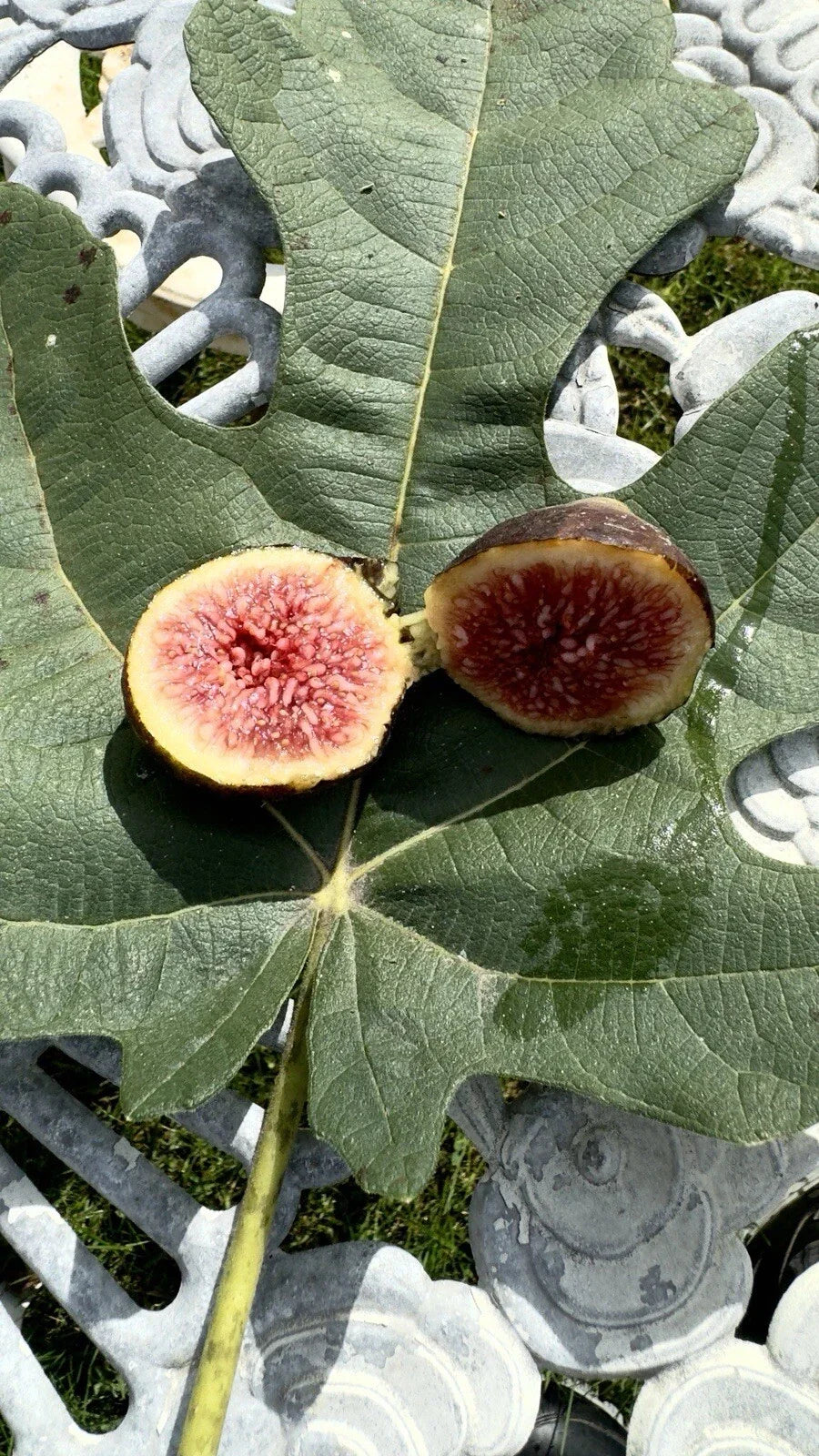 Brown Turkey Fig Cuttings 8 Pack - Ficus carica 'Brown Turkey' Edible Fruit Plants for Home Garden