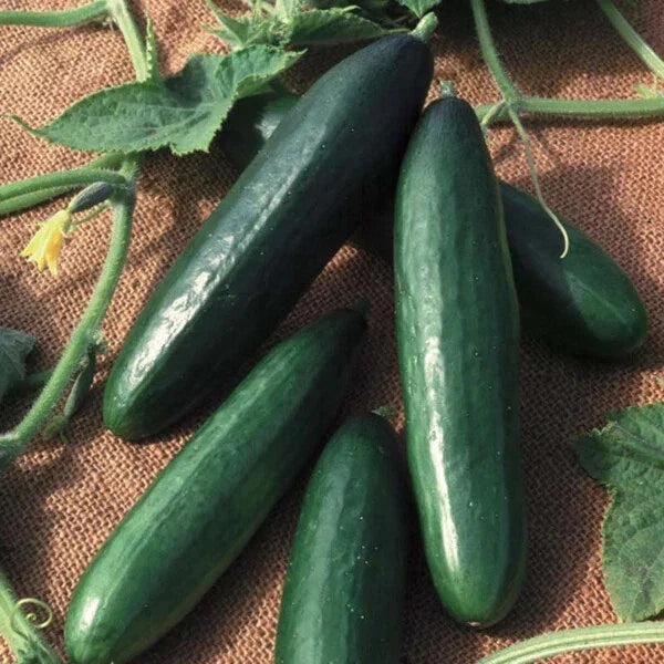 Diva Cucumber Seeds Hybrid Non-GMO AAS Winner Cucumis sativus for Salad & Pickling, Vining Plant Seed Packet