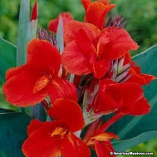 Red Canna Lily Seeds – Organic Canna x Generalis for Garden Bed or Pot, Vibrant Red Blooms, Full Sun, 5 Seeds