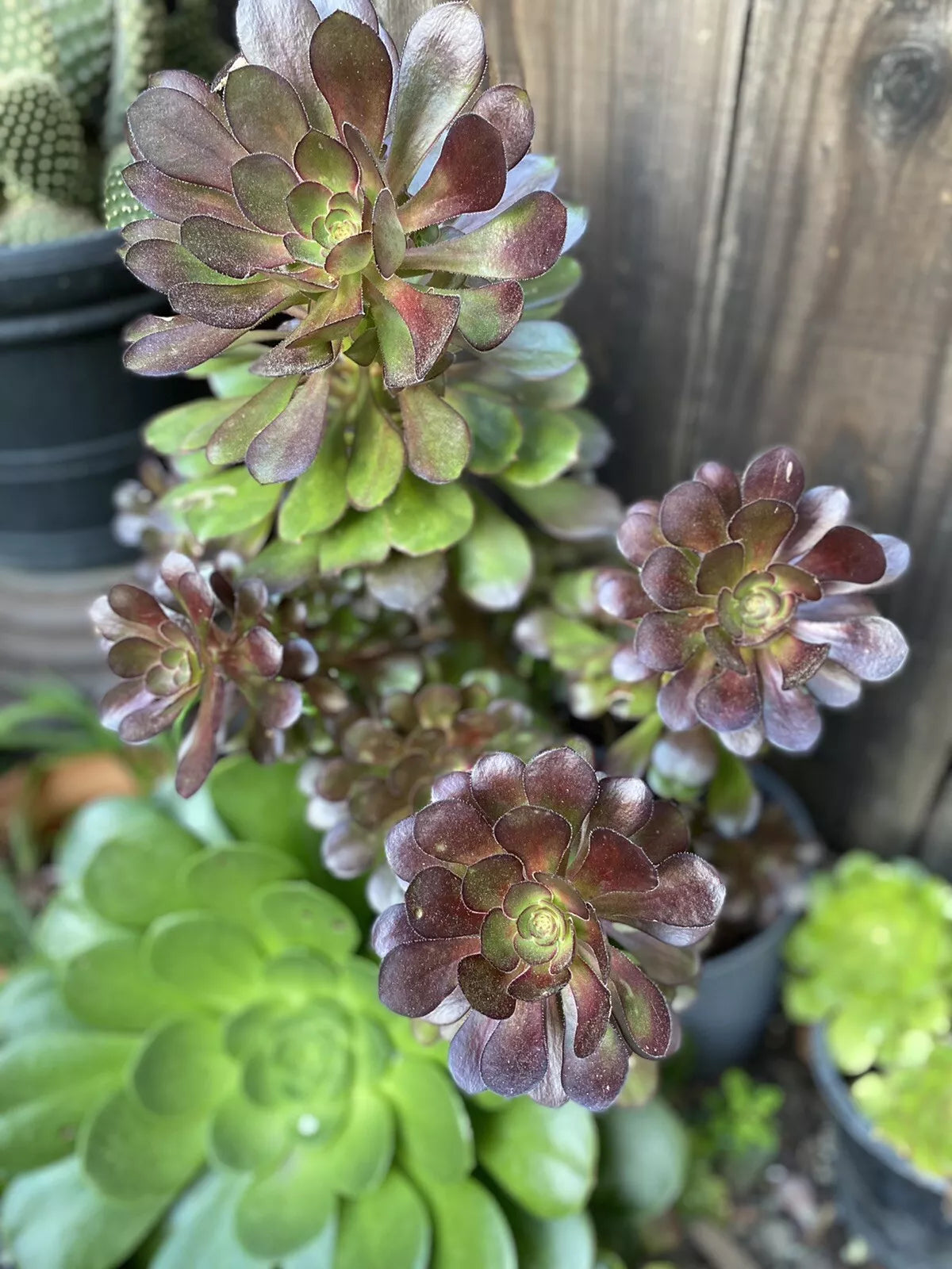 Aeonium arboreum Succulent Cuttings – 3 Baby Plants, Green Varieties, Indoor Garden, Easy Care