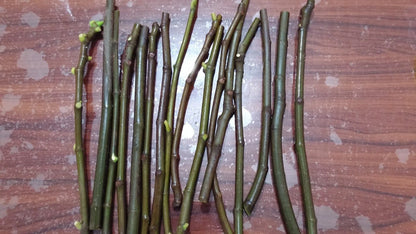 Desert King Fig Cuttings (Ficus carica) - 2 Unrooted 6-8" | Cold Hardy Green Fig with Sweet Red Flesh | Ideal for Propagation & Home Gardens