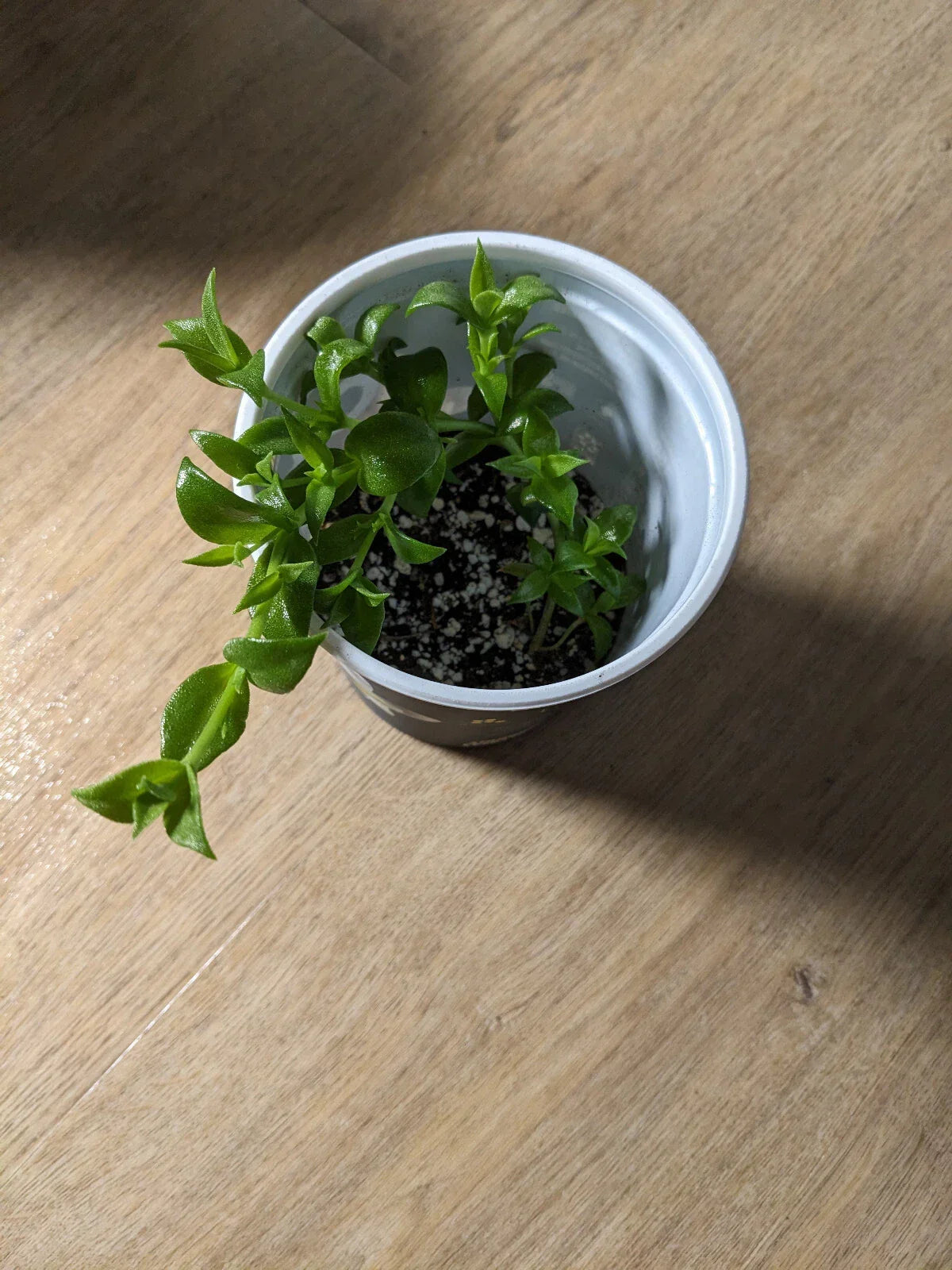 Live Sceletium tortuosum Kanna Succulent Plant – Rare Rooted Kanna for Mood Enhancement and Stress Relief