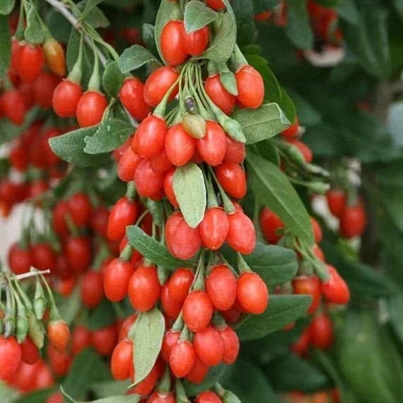 Goji Berry Bush 1-2 ft Tall in Small Pot, Lycium barbarum Superfood Fruit Plant, Edible Berries, Compact Garden Shrub