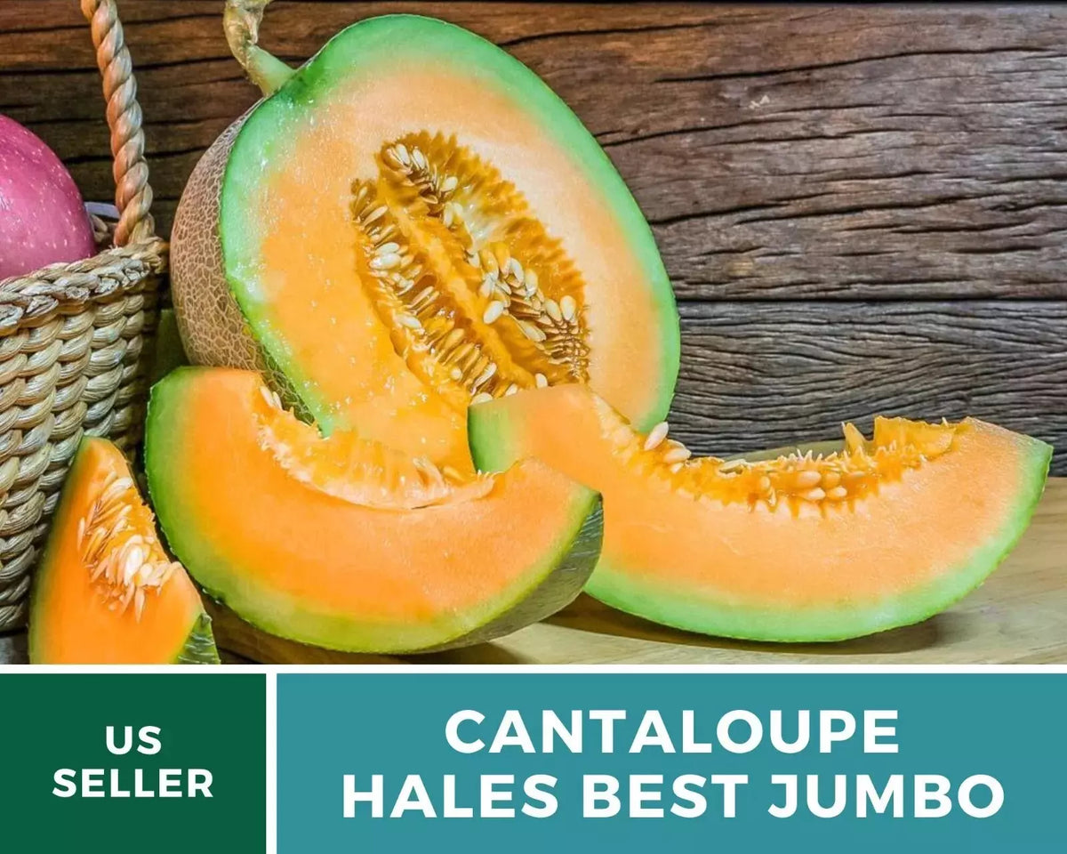 Hales Best Jumbo Cantaloupe Seeds - Heirloom Non-GMO Melon Seeds - Cucumis melo - Sweet, Juicy, Large Fruit, Seed Pack