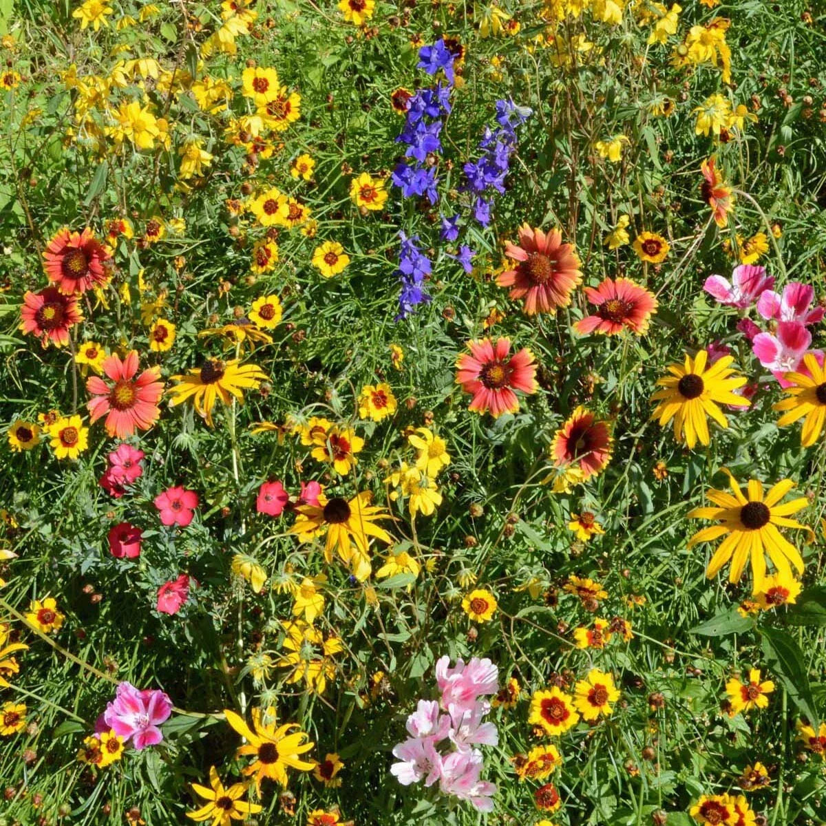 Mountain Wildflower Mix Seeds - 19 Native Species for Gardens & Meadows - Wildflower Seed Blend for Pollinators