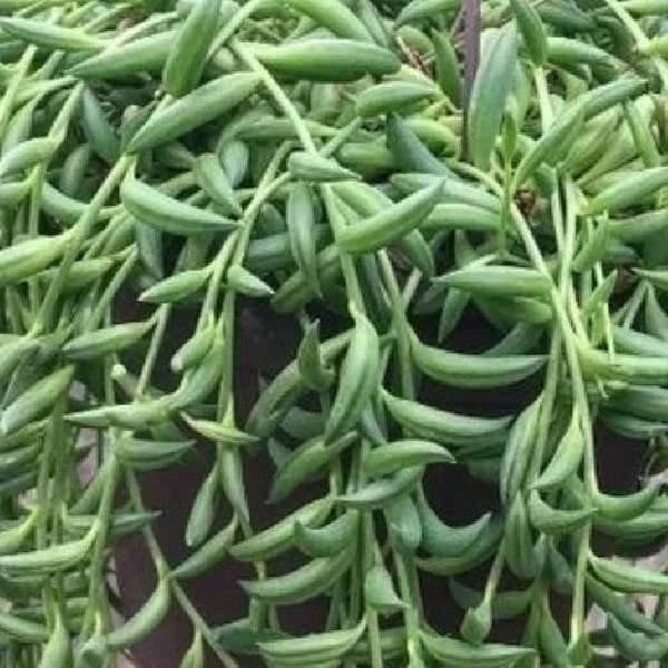 String of Bananas Succulent Plant, Live Senecio Radicans, Indoor Houseplant, Trailing Greenery, Easy Care, Hanging Basket, 4-inch Pot