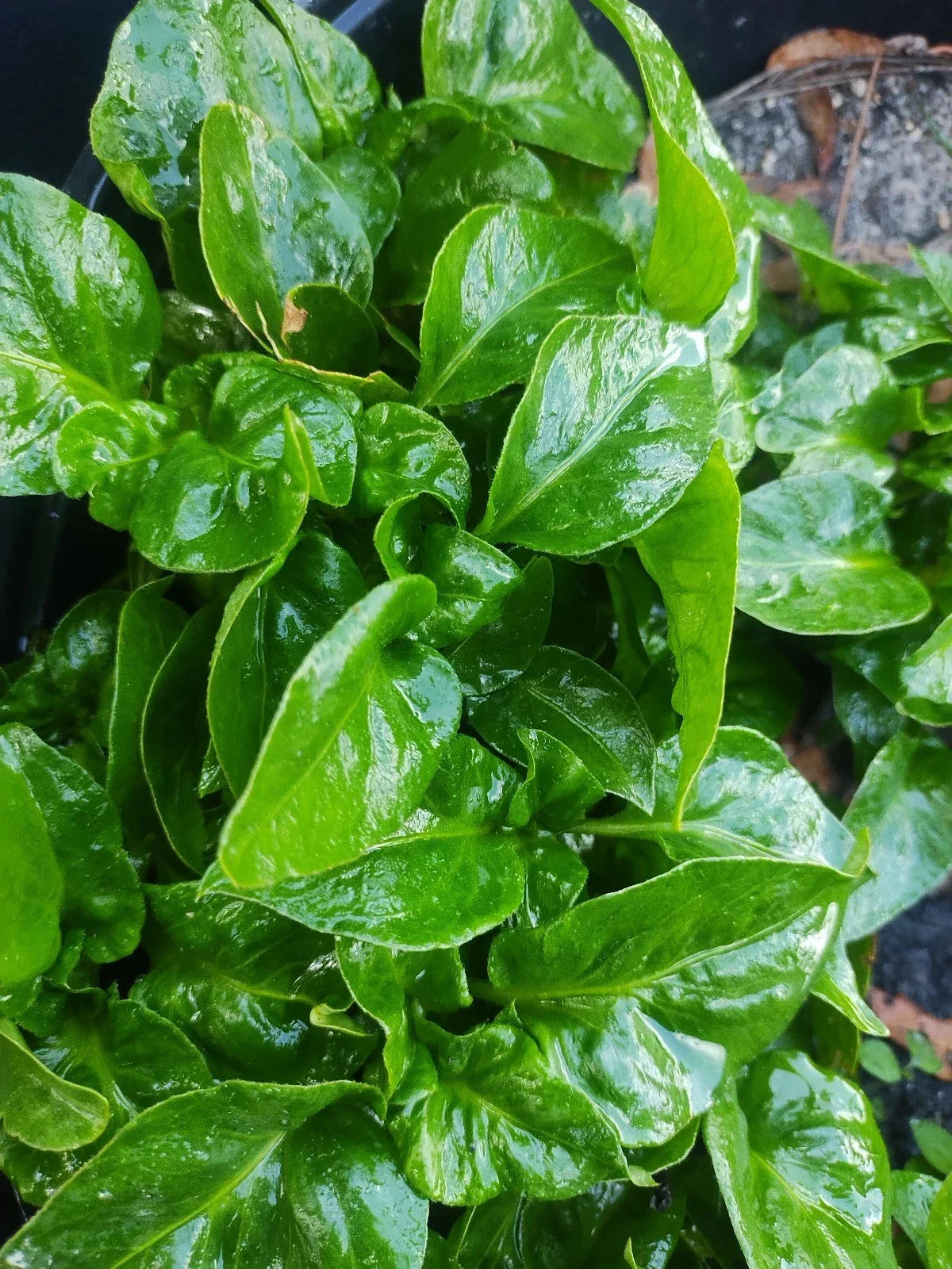 Brazilian Spinach Cuttings - 4 Pack, Samba Lettuce, Alternanthera sissoo, Edible Leaf Plant for Gardening & Cooking