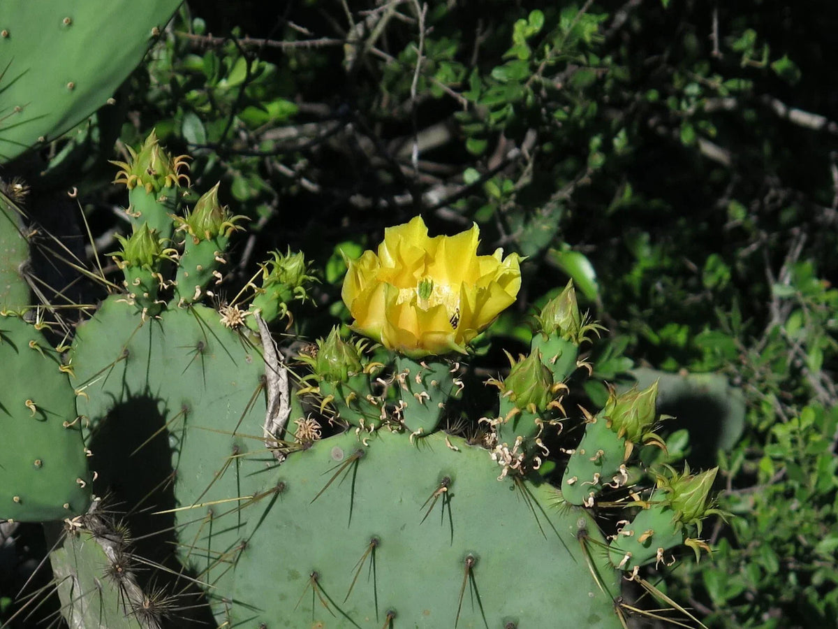 Live Engelmann's Prickly Pear Cactus Cutting - Opuntia engelmannii Succulent Plant for Garden or Indoor Use
