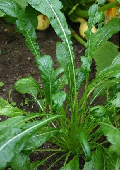Mibuna Mustard Seeds - Microgreens, Strap Leaf, Mild Flavor, Brassica rapa var. nipposinica, 100-2000 Seeds