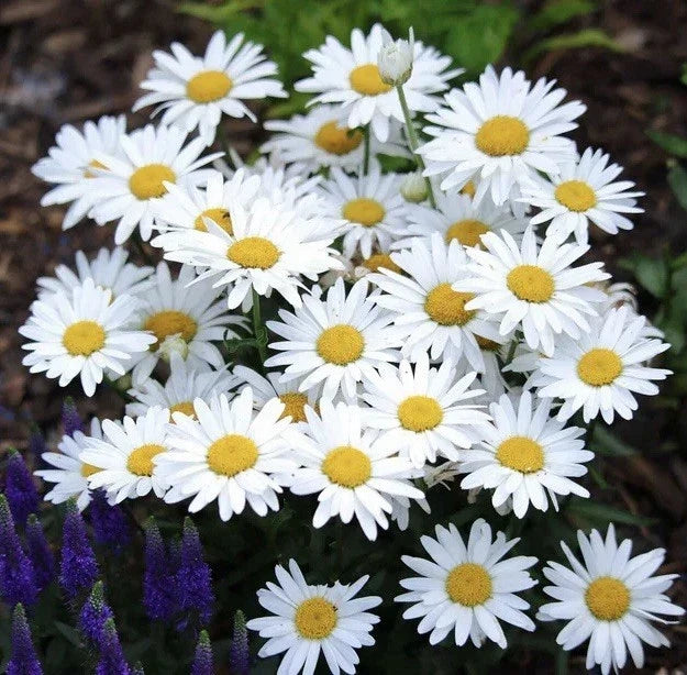 Alaska Shasta Daisy Seeds - 1000 Perennial Garden Flower Chrysanthemum maximum for Borders & Cut Flowers
