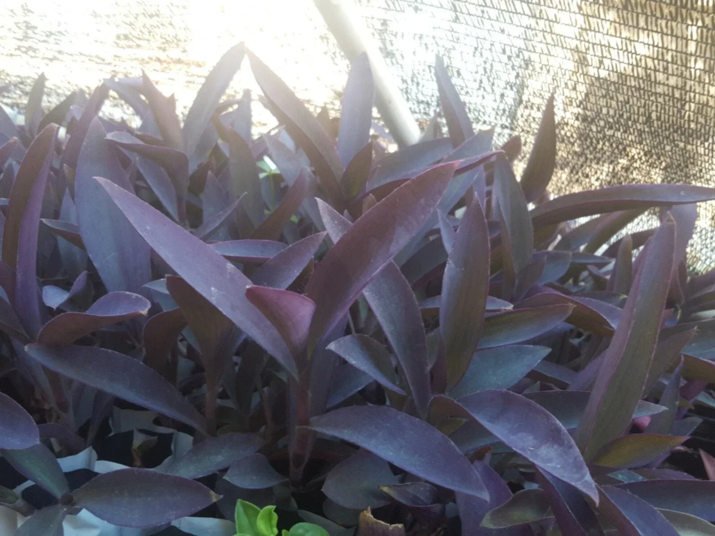 Live Purple Heart Plant Cuttings - 12 pcs Tradescantia pallida Vibrant Purple Foliage Indoor Outdoor Garden