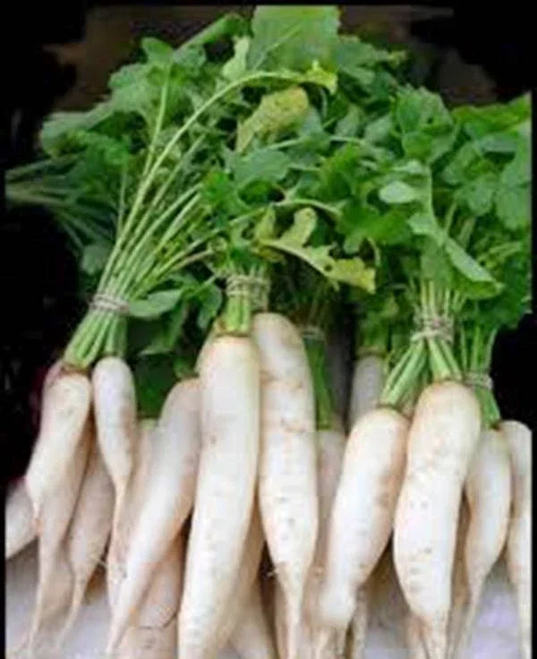Radish Seeds 1000 Non-GMO Heirloom Japanese Minowase Daikon Raphanus sativus