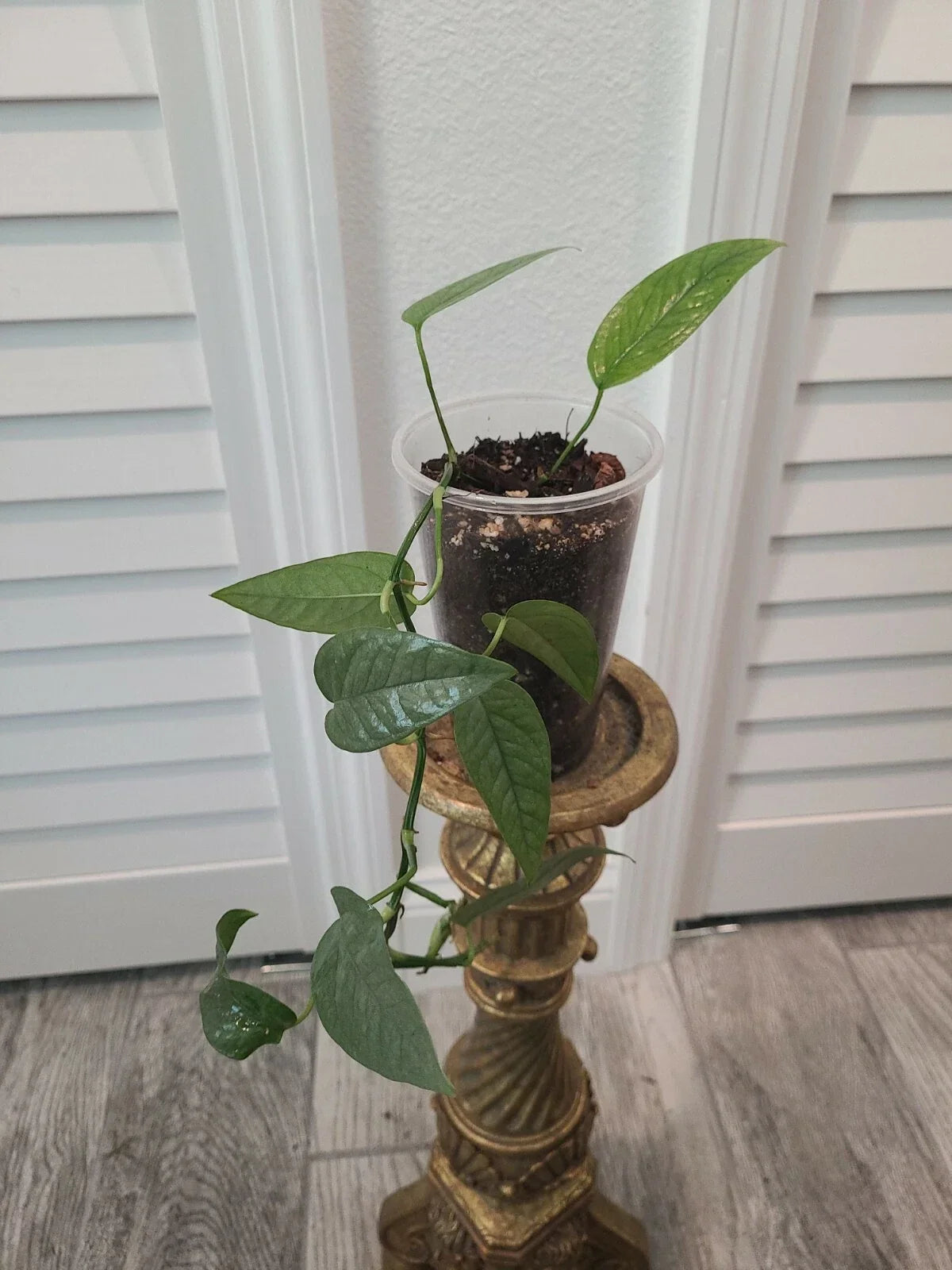Cebu Blue Pothos Starter Plant - Fully Rooted 3.5" Pot - Epipremnum Pinnatum Indoor Houseplant, Tropical Greenery