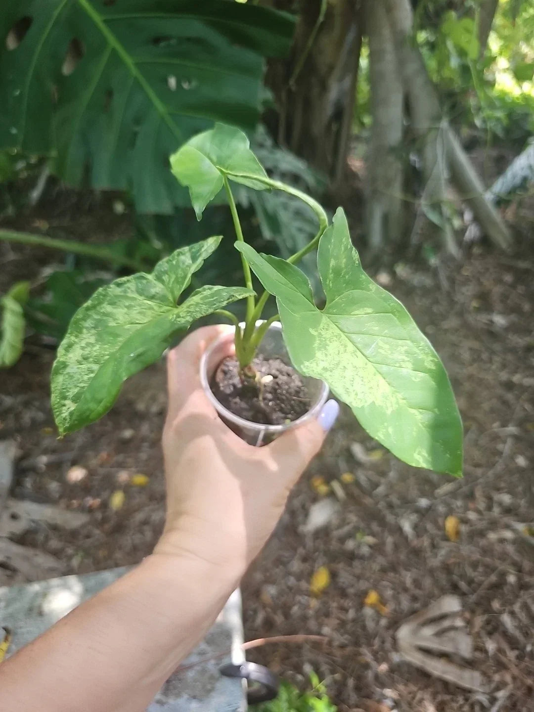 Syngonium Podophyllum Mottled Mojito Plant - Rare Indoor Tropical Houseplant in 3" Pot