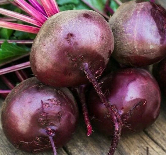 Early Wonder Beet Seeds - 100+ Organic Beta vulgaris Heirloom Non-GMO Vegetable Seeds for Garden or Container Planting