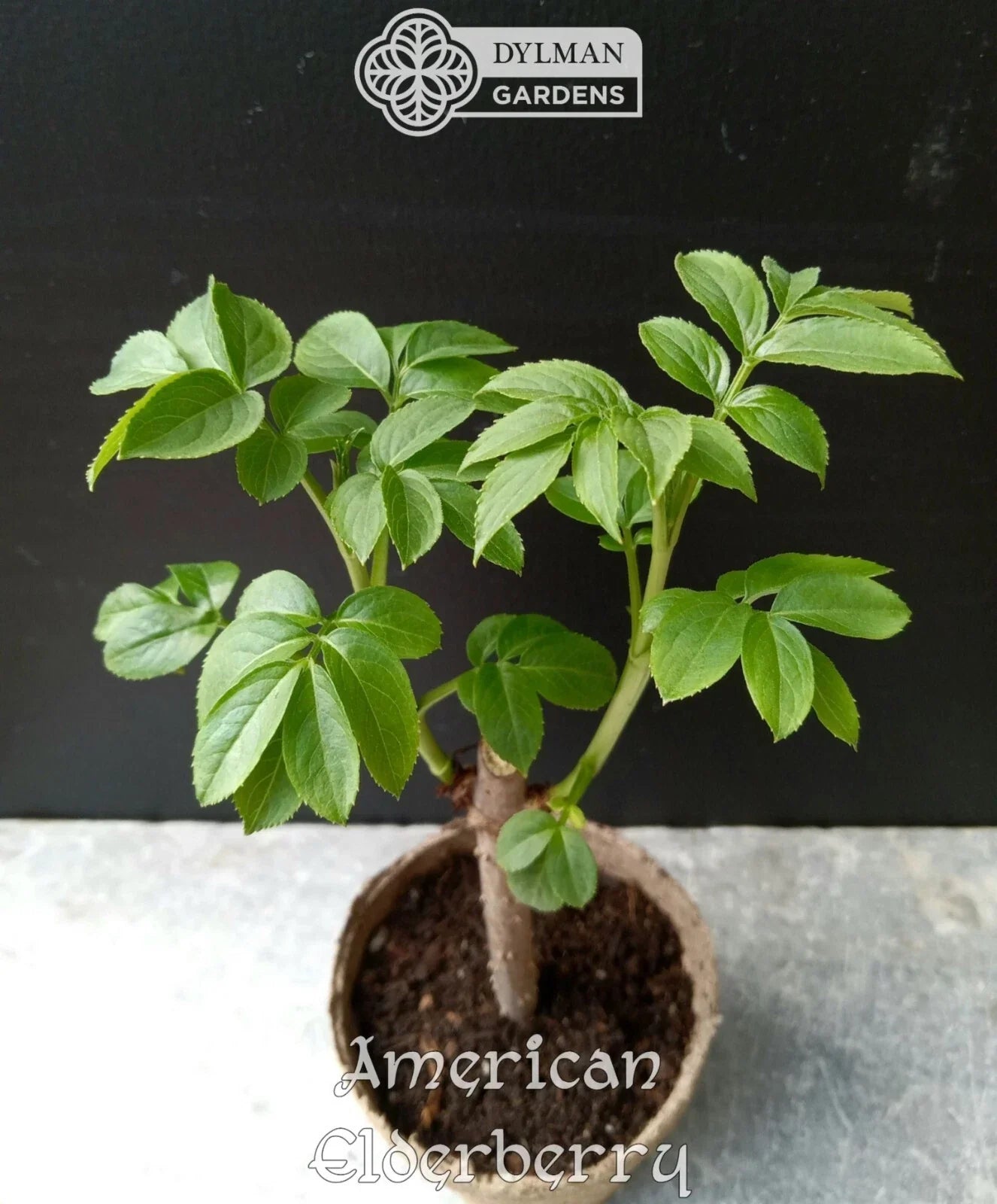 American Elderberry Plants - Live 4-6 Inch Sambucus canadensis for Garden, Wildlife, and Edible Berries